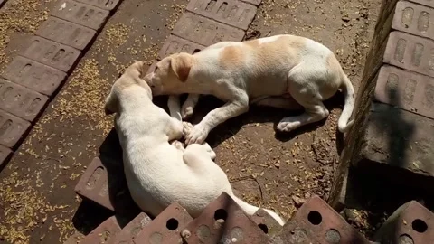 Two cute puppy are playing. Stock Footage 168010450
