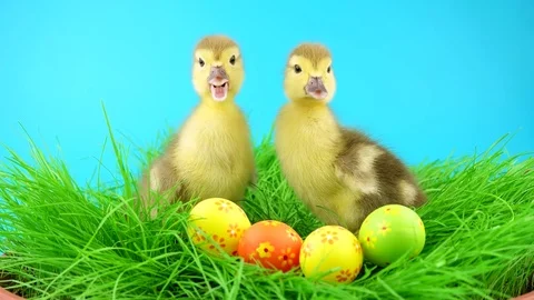Two cute quacking Easter ducklings with colorful eggs in green grass 動画素材 72736212