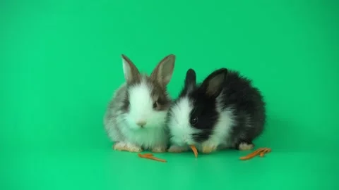 Two cute Rabbit eating freshly grated carrots on green background Video stock 140708578
