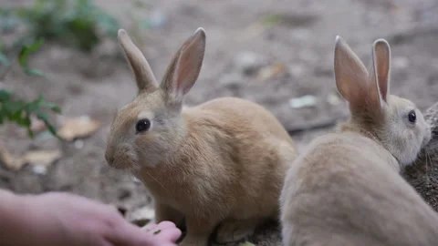 Two cute rabbits being feed on Japans Bunny Island, Okunoshima Vídeo Stock 145835135