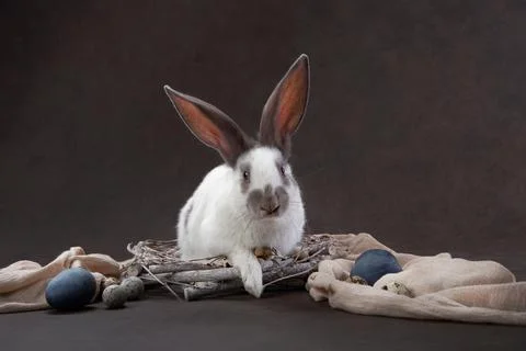Two cute rabbits on a brown background. holy easter, holiday, props Stock Photos