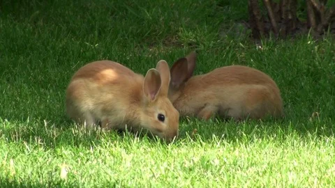 Two cute rabbits eating grass on the lawn Video stock 76705839