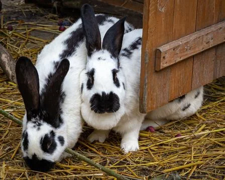 Two cute rabbits. Stock Photos
