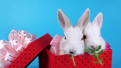 Two cute rabbits with pink bows, eating arugula salad Stock Footage 71203288