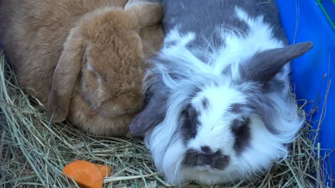 Two cute rabbits snuggled together while sitting in a 4K tray Stock Footage 127345196