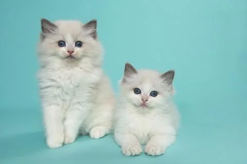 Two cute ragdoll cat kittens with blue eyes looking at the camera, one sitt.. Stock Photos