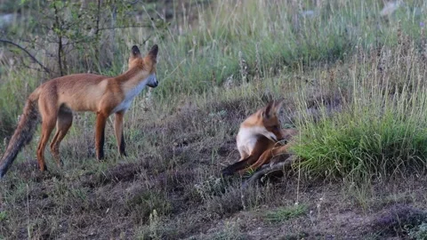 Two cute red foxes cub in the wild. Vulpes Stock Footage 167227191