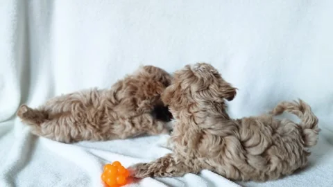 Two cute red Maltipoo puppies frolic on a fleece blanket Stock Footage 328465205