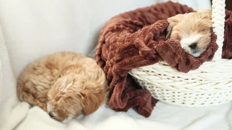 Two cute red Maltipoo puppies are sleeping soundly Stock Footage 328465239
