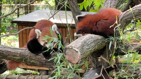 Two cute red pandas on a tree branch Video stock 347803738