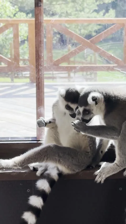 Two cute ring-tailed lemurs with characteristic black and white tails. 스톡 동영상 346046133