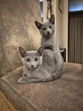 Two Cute Russian Blue Tomcat Kitten Stock Photos
