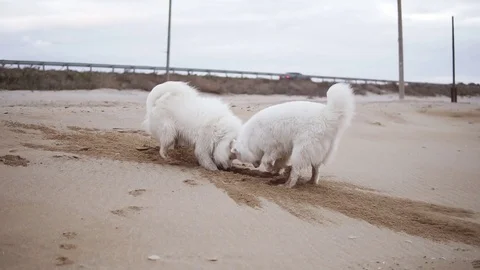 Two cute samoyed dogs are digging sand on the beach. Slowmotion shot 動画素材 83166264