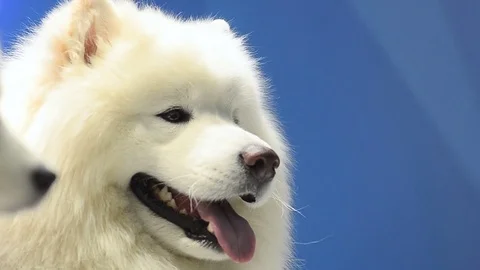 Two cute samoyed dogs Stock Footage 82741968