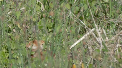 Two cute sandhill crane chicks cuddle in the Orlando wetlands Florida Stock Footage 127606333