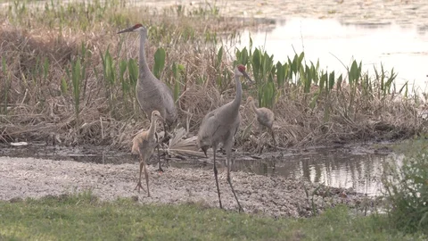 Two cute sandhill crane chicks walk with their parents out of a Florida marsh Stock Footage 127791172