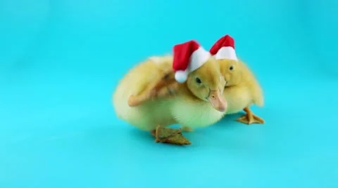 Two cute Santa ducklings Stock Footage 68224494