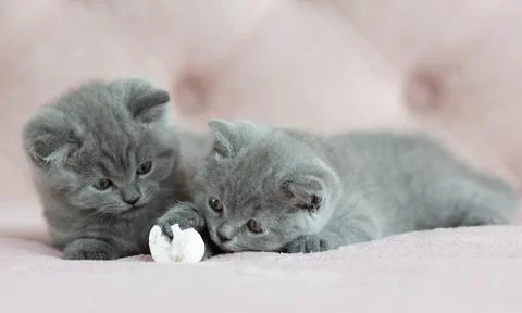 Two cute Scottish Fold and Straight kittens playing together with toy on pi.. Stock-Fotos
