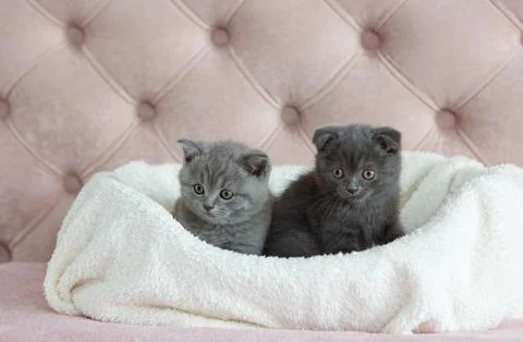 Two cute Scottish Fold and Straight kittens relaxing in cozy white soft bla.. Stock Photos