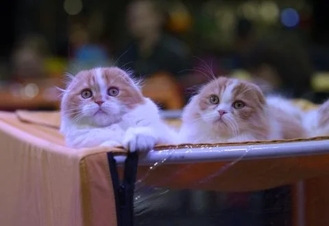 Two cute Scottish fold kittens sitting on a top of a cage, cat show Stock Photos