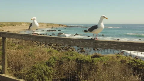 Two Cute Seagulls Enjoying View Of The Ocean In The Middle Of The Day. Vídeo Stock 345757249