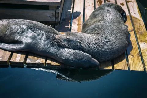 Two cute seals sleeping on each other on a wooden platform Stock Photos