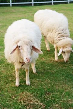 Two cute sheep in field Stock Photos