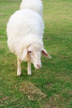 Two cute sheep in field Stock Photos
