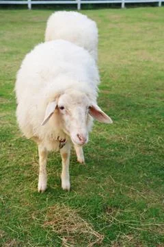 Two cute sheep in field Foto stock