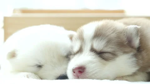 Two Cute siberian husky puppy sleeping Stock Footage