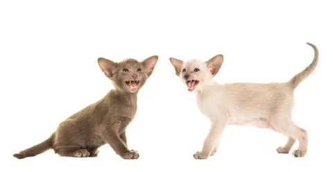 Two cute singing speaking siamese kittens isolated on a white background Stock Photos