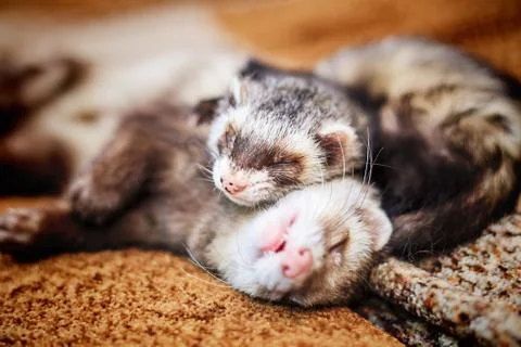 Two cute sleeping ferrets Stock Photos