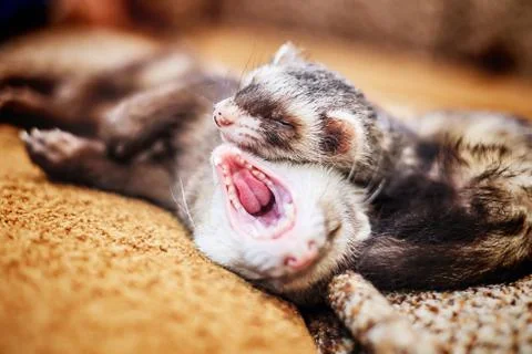 Two cute sleeping ferrets Stock Photos