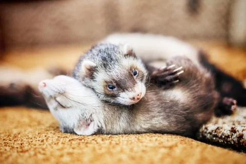 Two cute sleeping ferrets Stock Photos