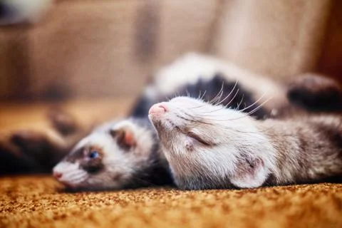 Two cute sleeping ferrets Foto stock