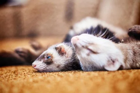 Two cute sleeping ferrets Stock Photos