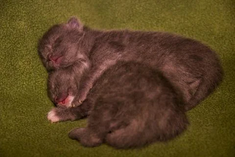 A two cute sleeping small grey kittens cat Stock Photos