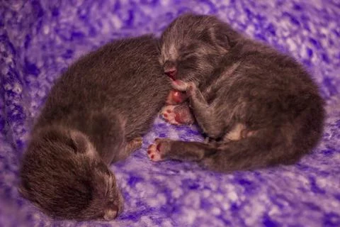 A two cute sleeping small grey kittens cat Stock Photos