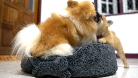 Two cute small dog are playing in a pet bed.	 Stock Footage 122228945