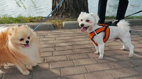 Two cute small dogs at the park Video stock 273940581