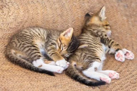 Two cute small kitten Stock Photos