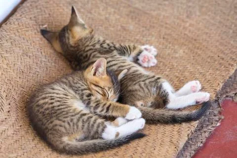 Two cute small kitten Stock Photos