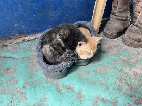Two cute small kittens sleeping inside warm winter slippers Fotos de archivo