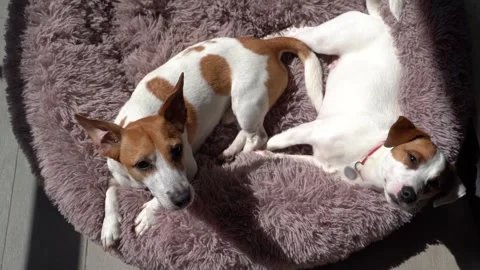 Two cute small white dogs Jack Russell terriers enjoying sunny day Vídeo Stock 241729451