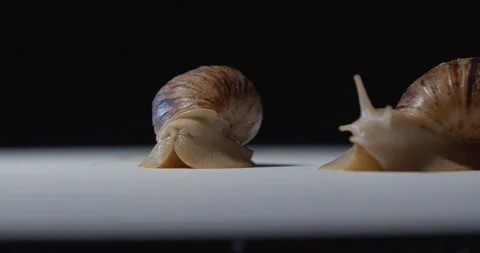 Two cute snails on white floor of the studio, drawing its head out of the shell Stock Footage 158161938