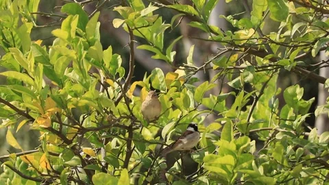 Two cute sparrow sitting on tree. Stock Footage 169506363