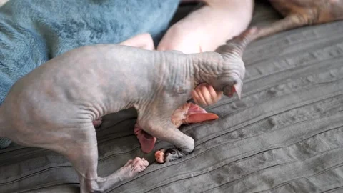 Two cute Sphinx kittens playing on a gray blanket. Stock Footage 143159360