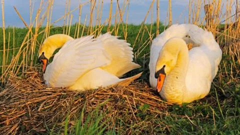 Two Cute Spoonbill Chicks Resting in the Nest Stock Photos