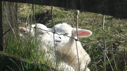 Two cute spring lambs sleeping, snuggling in the grass by a fence Stock Footage 172133924