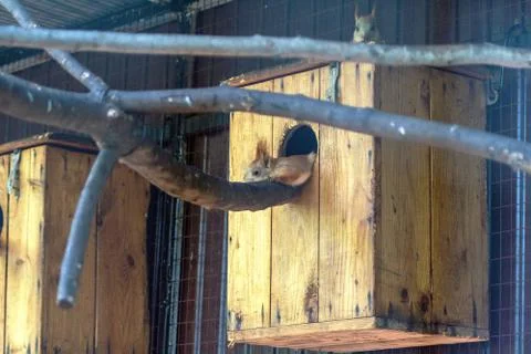Two cute squirrels are resting next to their house in the zoo. Foto stock
